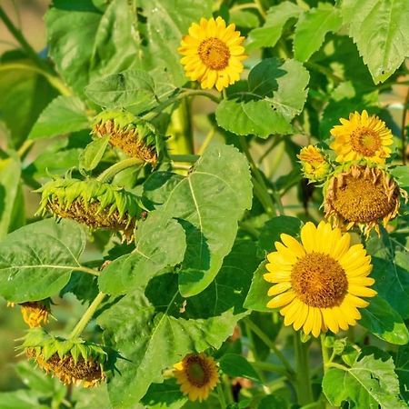 Oz - Obecana Zemlja Permaculture Homestead Blagaj Exteriér fotografie