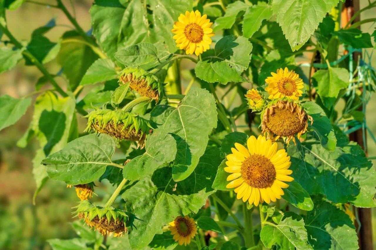 Oz - Obecana Zemlja Permaculture Homestead Blagaj Exteriér fotografie