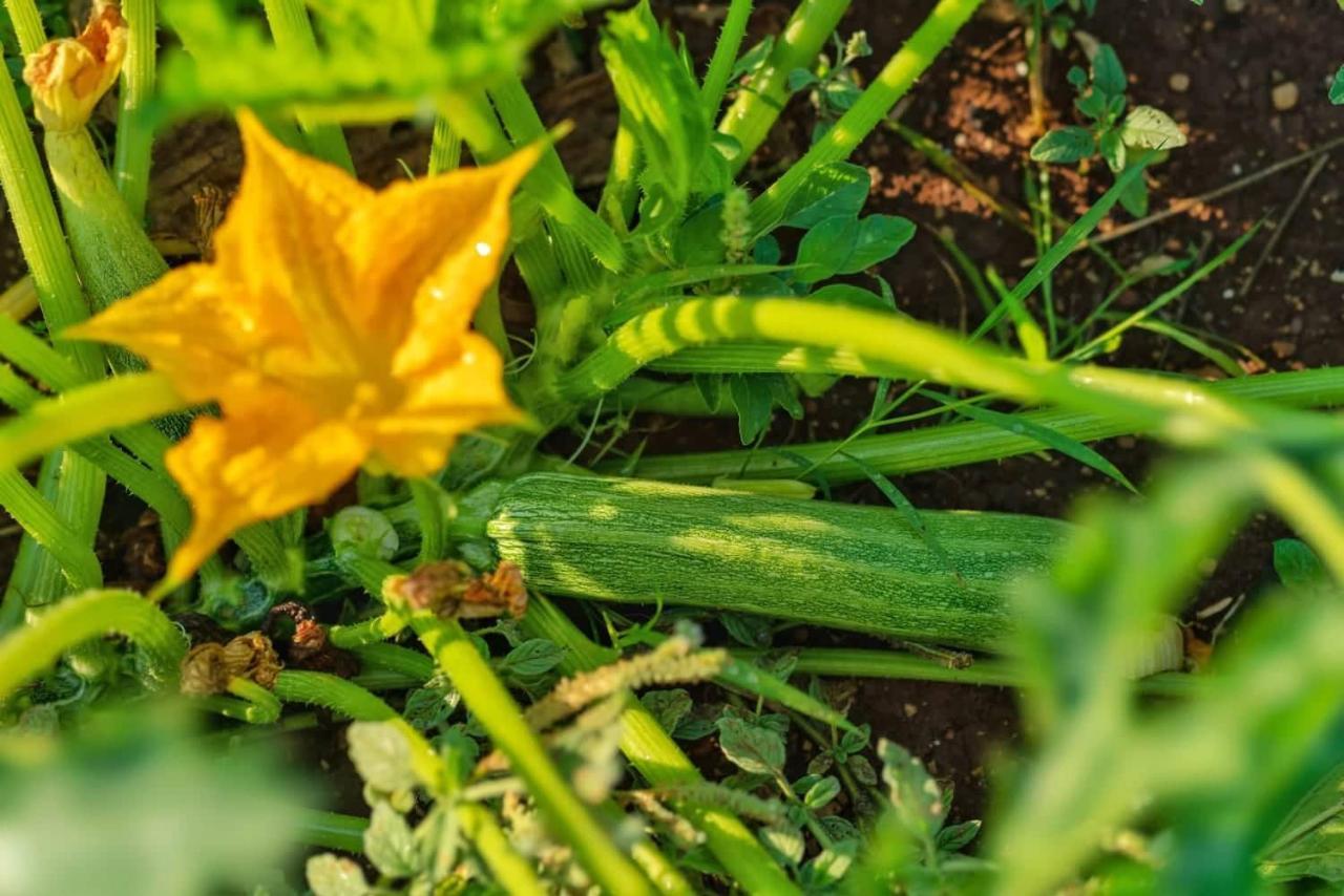 Oz - Obecana Zemlja Permaculture Homestead Blagaj Exteriér fotografie